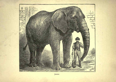 Reproducción/Reproduction 6221064754: Forest and jungle, or, Thrilling adventures in all quarters of the globe Chicago ;The Werner Company,1896