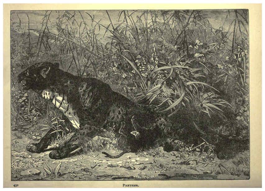 Reproducción/Reproduction 6220544833: Forest and jungle, or, Thrilling adventures in all quarters of the globe Chicago ;The Werner Company,1896