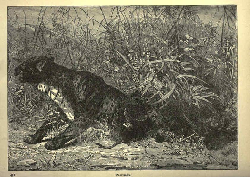Reproducción/Reproduction 6220544833: Forest and jungle, or, Thrilling adventures in all quarters of the globe Chicago ;The Werner Company,1896