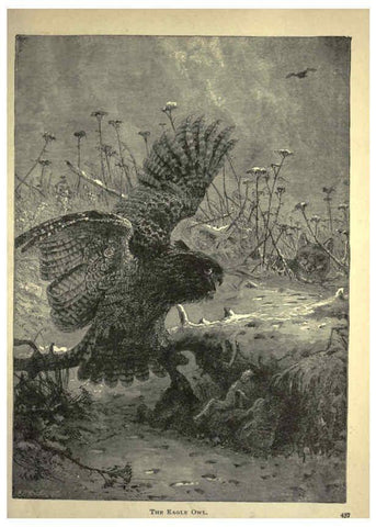 Reproducción/Reproduction 6220545001: Forest and jungle, or, Thrilling adventures in all quarters of the globe Chicago ;The Werner Company,1896