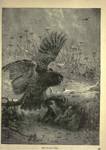 Reproducción/Reproduction 6220545001: Forest and jungle, or, Thrilling adventures in all quarters of the globe Chicago ;The Werner Company,1896