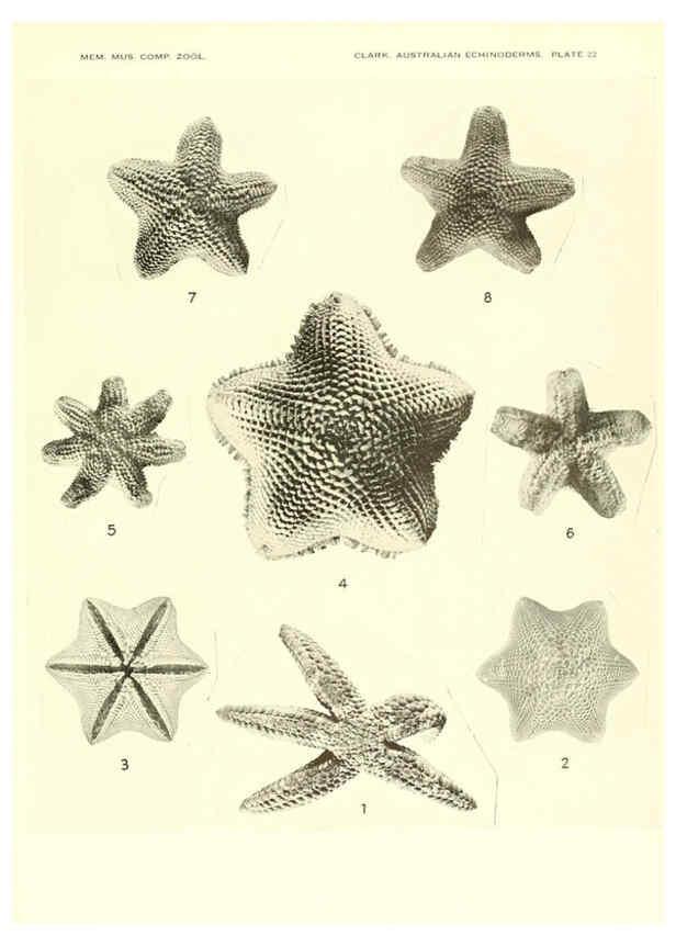 Reproducción/Reproduction 6221112362: Echinoderms from Australia Cambridge, U.S.A. :Printed for the Museum,1938