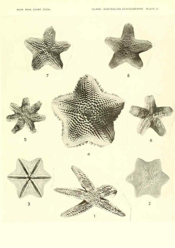 Reproducción/Reproduction 6221112362: Echinoderms from Australia Cambridge, U.S.A. :Printed for the Museum,1938
