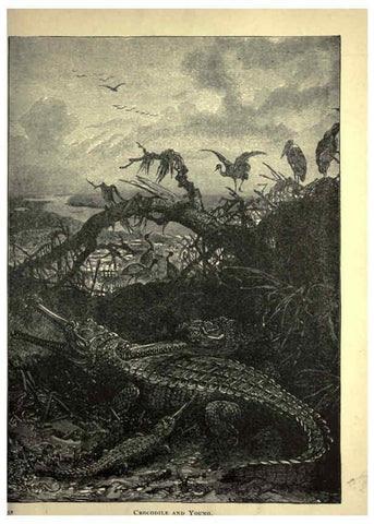 Reproducción/Reproduction 6220545383: Forest and jungle, or, Thrilling adventures in all quarters of the globe Chicago ;The Werner Company,1896