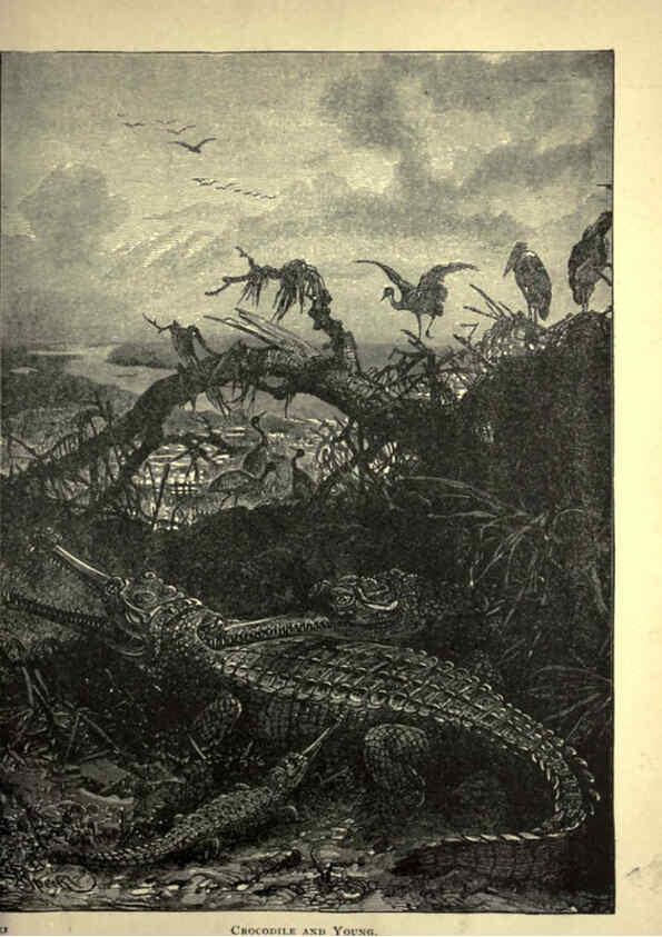 Reproducción/Reproduction 6220545383: Forest and jungle, or, Thrilling adventures in all quarters of the globe Chicago ;The Werner Company,1896
