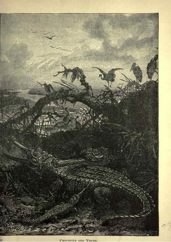 Reproducción/Reproduction 6220545383: Forest and jungle, or, Thrilling adventures in all quarters of the globe Chicago ;The Werner Company,1896