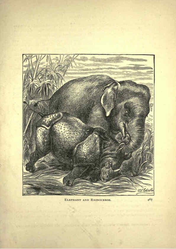 Reproducción/Reproduction 6220545707: Forest and jungle, or, Thrilling adventures in all quarters of the globe Chicago ;The Werner Company,1896