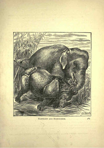Reproducción/Reproduction 6220545707: Forest and jungle, or, Thrilling adventures in all quarters of the globe Chicago ;The Werner Company,1896
