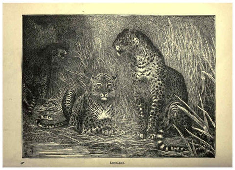 Reproducción/Reproduction 6221066526: Forest and jungle, or, Thrilling adventures in all quarters of the globe Chicago ;The Werner Company,1896