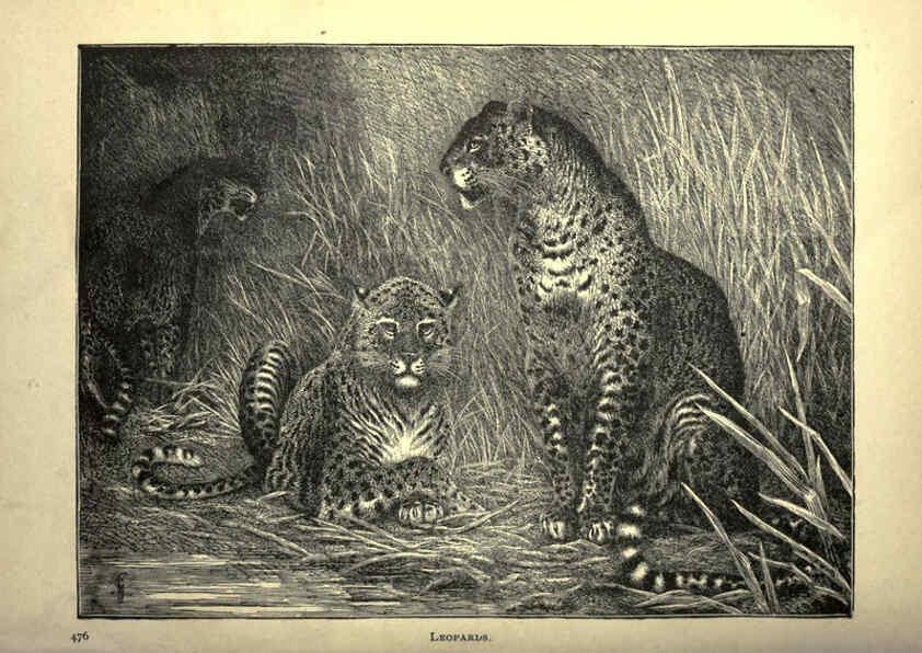 Reproducción/Reproduction 6221066526: Forest and jungle, or, Thrilling adventures in all quarters of the globe Chicago ;The Werner Company,1896
