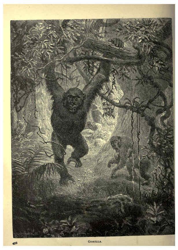 Reproducción/Reproduction 6221066704: Forest and jungle, or, Thrilling adventures in all quarters of the globe Chicago ;The Werner Company,1896