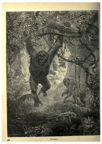 Reproducción/Reproduction 6221066704: Forest and jungle, or, Thrilling adventures in all quarters of the globe Chicago ;The Werner Company,1896