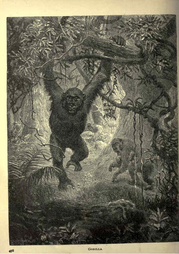 Reproducción/Reproduction 6221066704: Forest and jungle, or, Thrilling adventures in all quarters of the globe Chicago ;The Werner Company,1896