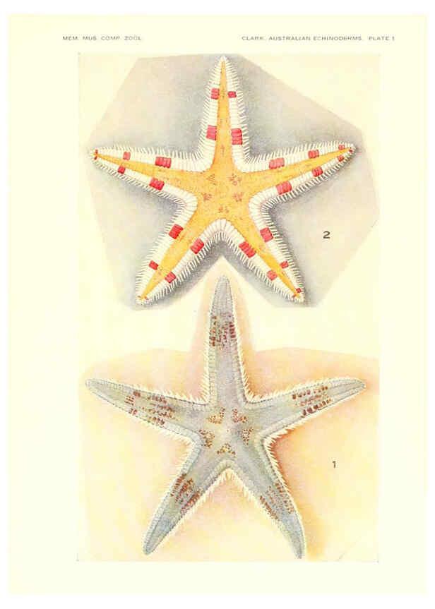Reproducción/Reproduction 6220568619: Echinoderms from Australia Cambridge, U.S.A. :Printed for the Museum,1938