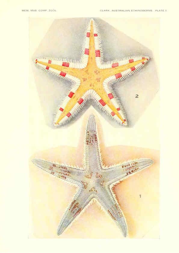 Reproducción/Reproduction 6220568619: Echinoderms from Australia Cambridge, U.S.A. :Printed for the Museum,1938