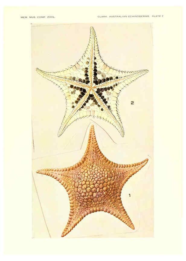 Reproducción/Reproduction 6220568883: Echinoderms from Australia Cambridge, U.S.A. :Printed for the Museum,1938