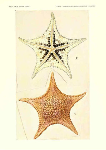 Reproducción/Reproduction 6220568883: Echinoderms from Australia Cambridge, U.S.A. :Printed for the Museum,1938