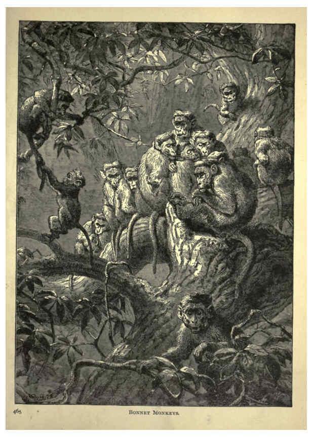 Reproducción/Reproduction 6220545533: Forest and jungle, or, Thrilling adventures in all quarters of the globe Chicago ;The Werner Company,1896