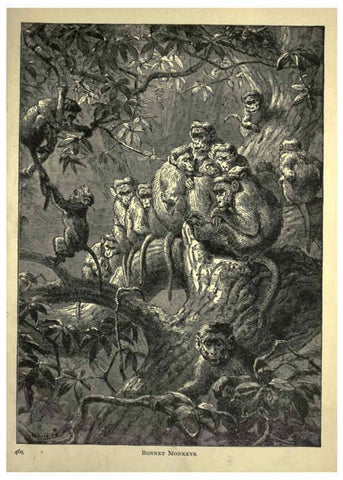 Reproducción/Reproduction 6220545533: Forest and jungle, or, Thrilling adventures in all quarters of the globe Chicago ;The Werner Company,1896