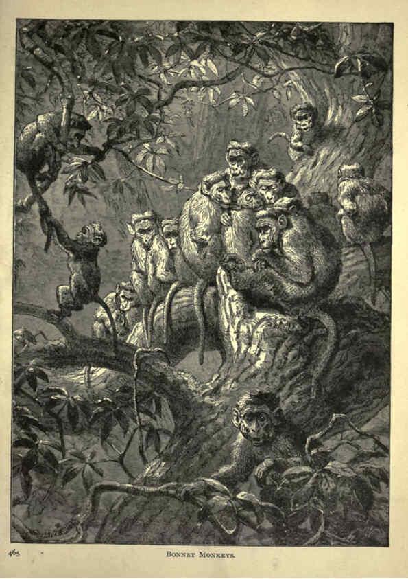 Reproducción/Reproduction 6220545533: Forest and jungle, or, Thrilling adventures in all quarters of the globe Chicago ;The Werner Company,1896