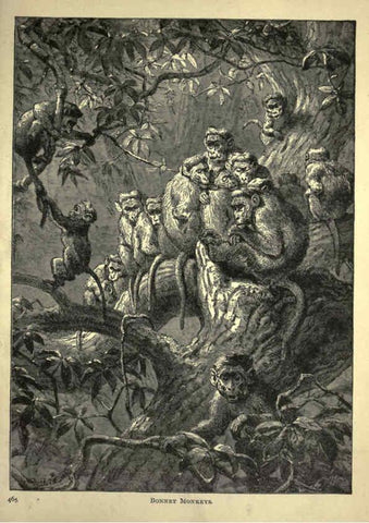 Reproducción/Reproduction 6220545533: Forest and jungle, or, Thrilling adventures in all quarters of the globe Chicago ;The Werner Company,1896