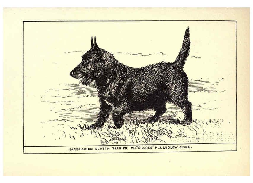 Reproducción/Reproduction 6233742463: All about dogs; a book for doggy people New York,J. Lane,1900
