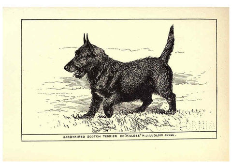 Reproducción/Reproduction 6233742463: All about dogs; a book for doggy people New York,J. Lane,1900