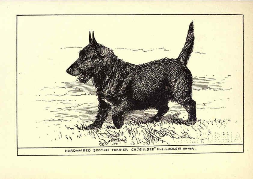 Reproducción/Reproduction 6233742463: All about dogs; a book for doggy people New York,J. Lane,1900
