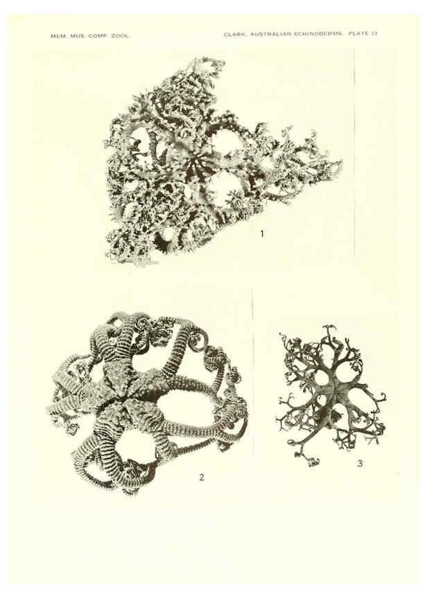Reproducción/Reproduction 6221112504: Echinoderms from Australia Cambridge, U.S.A. :Printed for the Museum,1938