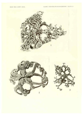 Reproducción/Reproduction 6221112504: Echinoderms from Australia Cambridge, U.S.A. :Printed for the Museum,1938