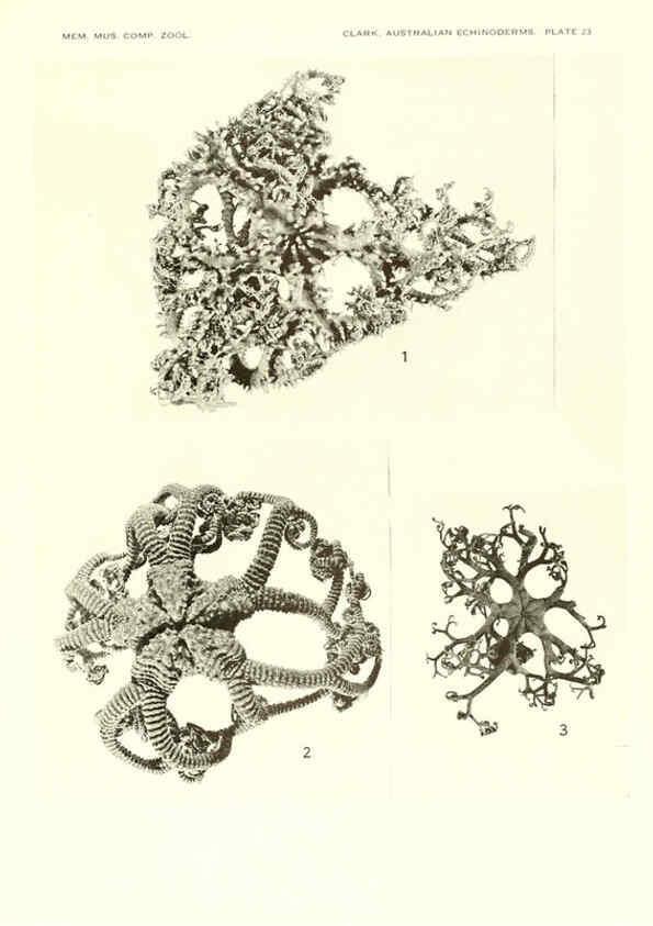 Reproducción/Reproduction 6221112504: Echinoderms from Australia Cambridge, U.S.A. :Printed for the Museum,1938