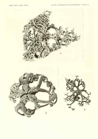 Reproducción/Reproduction 6221112504: Echinoderms from Australia Cambridge, U.S.A. :Printed for the Museum,1938