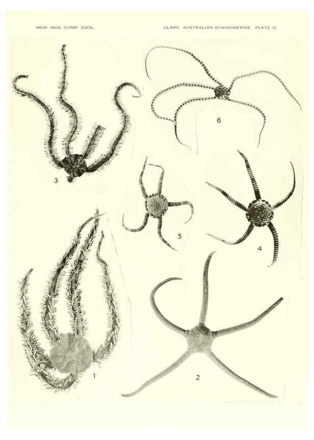 Reproducción/Reproduction 6220592169: Echinoderms from Australia Cambridge, U.S.A. :Printed for the Museum,1938