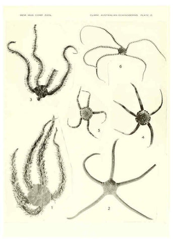 Reproducción/Reproduction 6220592169: Echinoderms from Australia Cambridge, U.S.A. :Printed for the Museum,1938