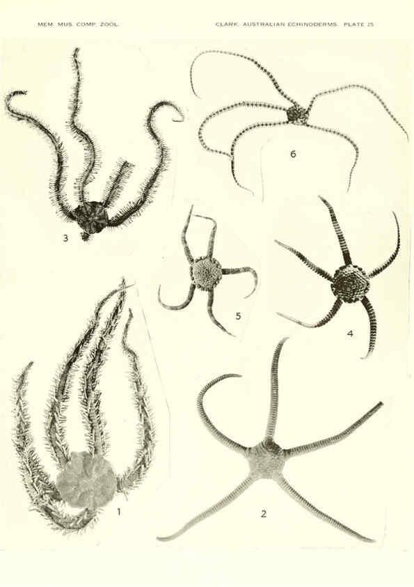 Reproducción/Reproduction 6220592169: Echinoderms from Australia Cambridge, U.S.A. :Printed for the Museum,1938