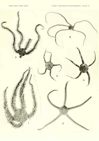 Reproducción/Reproduction 6220592169: Echinoderms from Australia Cambridge, U.S.A. :Printed for the Museum,1938