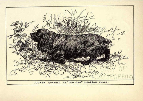 Reproducción/Reproduction 6233739969: All about dogs; a book for doggy people New York,J. Lane,1900