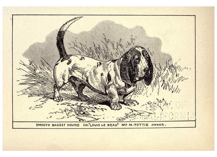 Reproducción/Reproduction 6234264842: All about dogs; a book for doggy people New York,J. Lane,1900