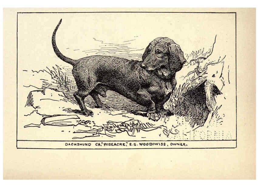 Reproducción/Reproduction 6234265096: All about dogs; a book for doggy people New York,J. Lane,1900