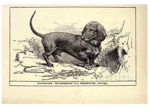 Reproducción/Reproduction 6234265096: All about dogs; a book for doggy people New York,J. Lane,1900