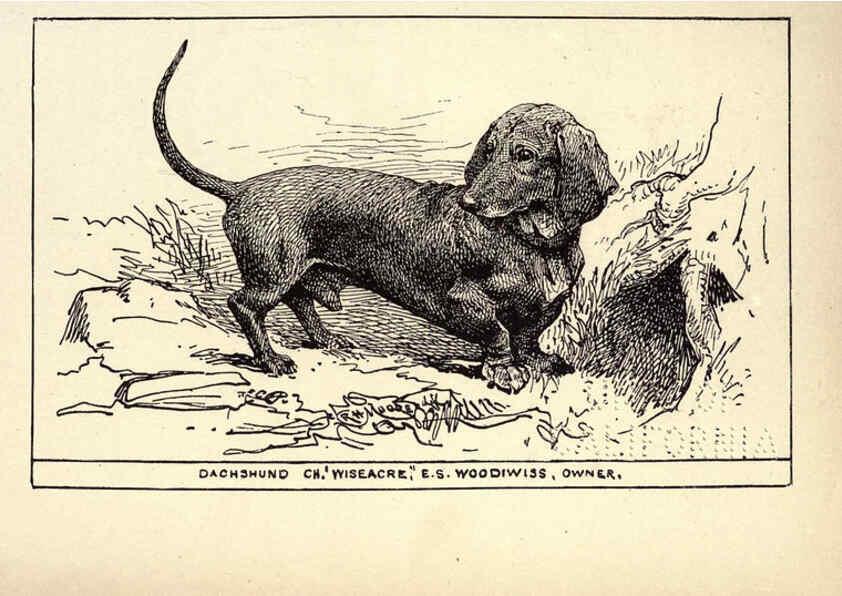 Reproducción/Reproduction 6234265096: All about dogs; a book for doggy people New York,J. Lane,1900