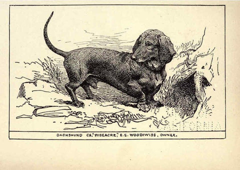 Reproducción/Reproduction 6234265096: All about dogs; a book for doggy people New York,J. Lane,1900