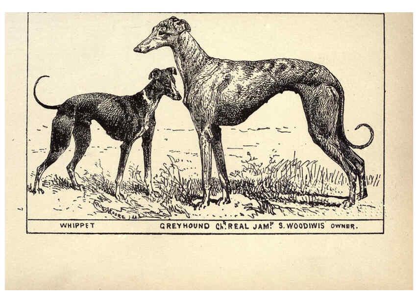 Reproducción/Reproduction 6233740585: All about dogs; a book for doggy people New York,J. Lane,1900