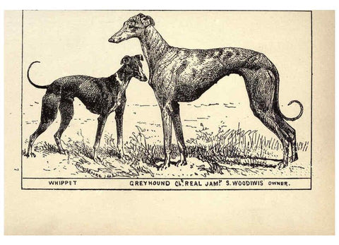 Reproducción/Reproduction 6233740585: All about dogs; a book for doggy people New York,J. Lane,1900