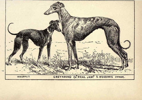 Reproducción/Reproduction 6233740585: All about dogs; a book for doggy people New York,J. Lane,1900