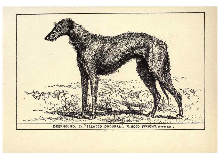 Reproducción/Reproduction 6233740713: All about dogs; a book for doggy people New York,J. Lane,1900