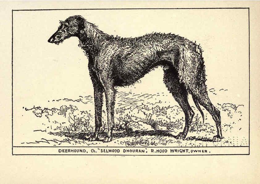Reproducción/Reproduction 6233740713: All about dogs; a book for doggy people New York,J. Lane,1900