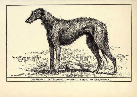 Reproducción/Reproduction 6233740713: All about dogs; a book for doggy people New York,J. Lane,1900