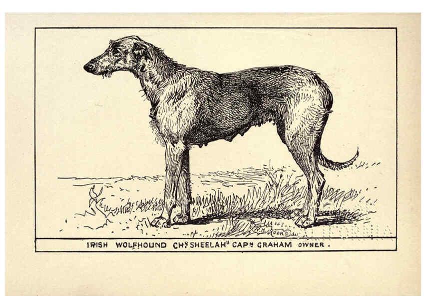 Reproducción/Reproduction 6234265658: All about dogs; a book for doggy people New York,J. Lane,1900