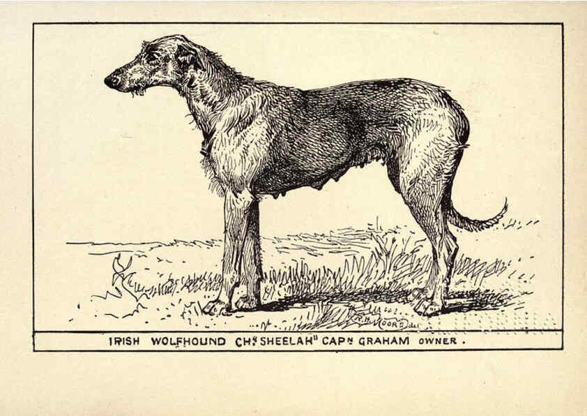 Reproducción/Reproduction 6234265658: All about dogs; a book for doggy people New York,J. Lane,1900